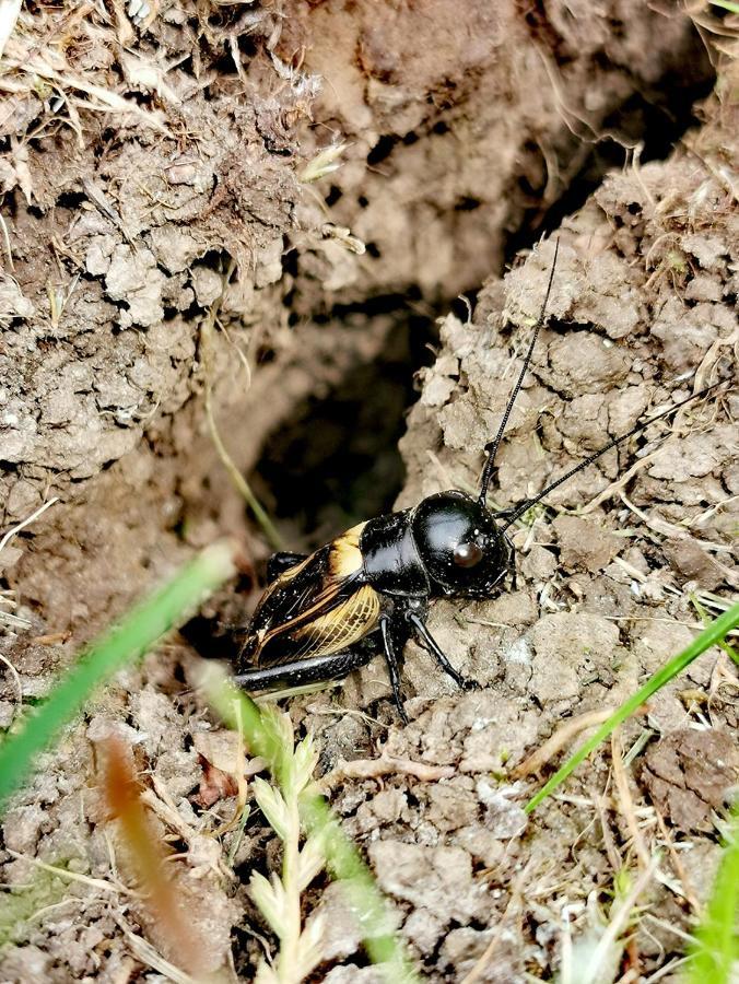 Cseri Kastelyszallo Totvazsony Экстерьер фото